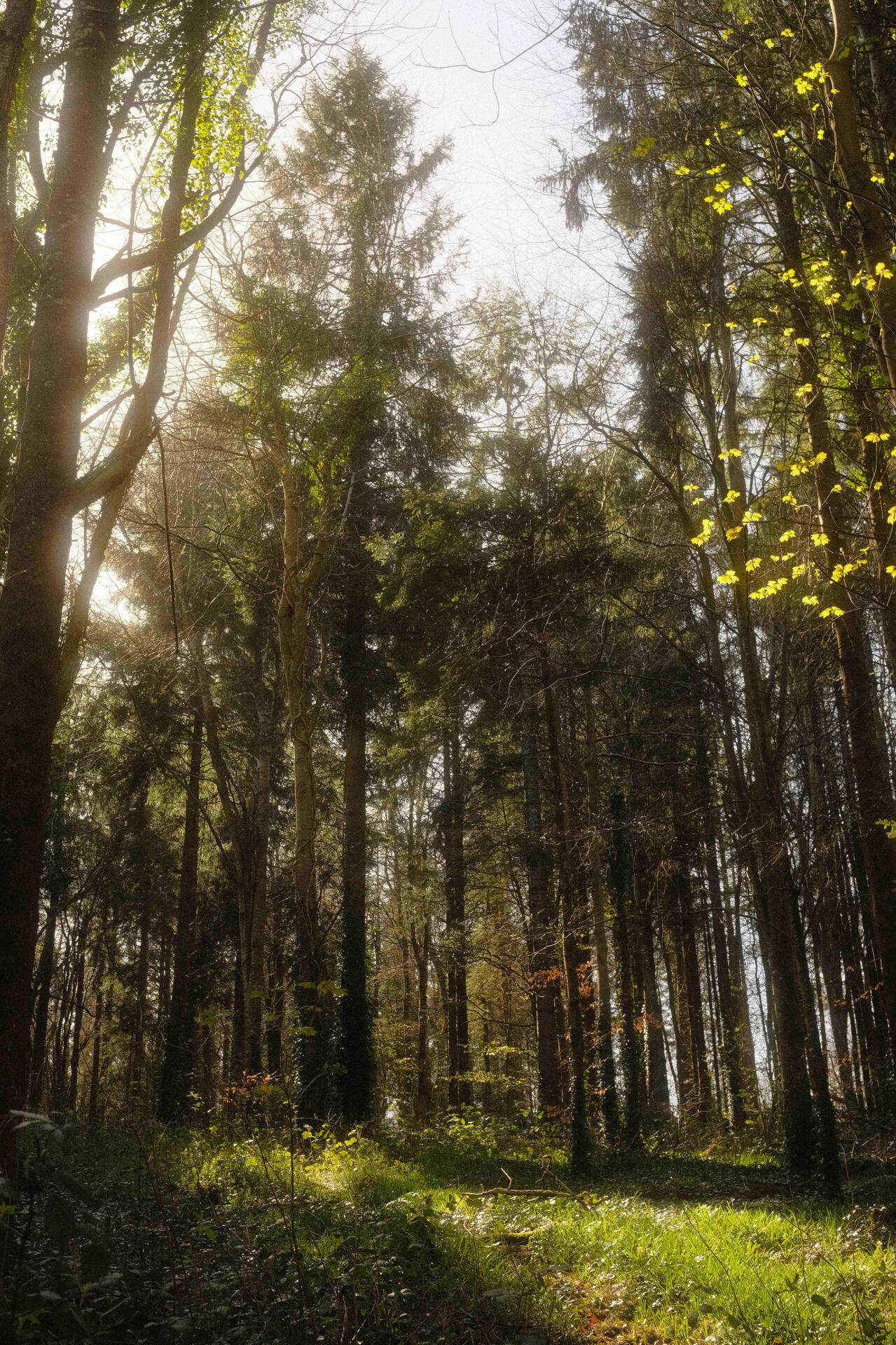 Kilkea Woods
